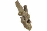 Hadrosaur (Edmontosaurus) Dorsal Vertebra - Wyoming #229736-1